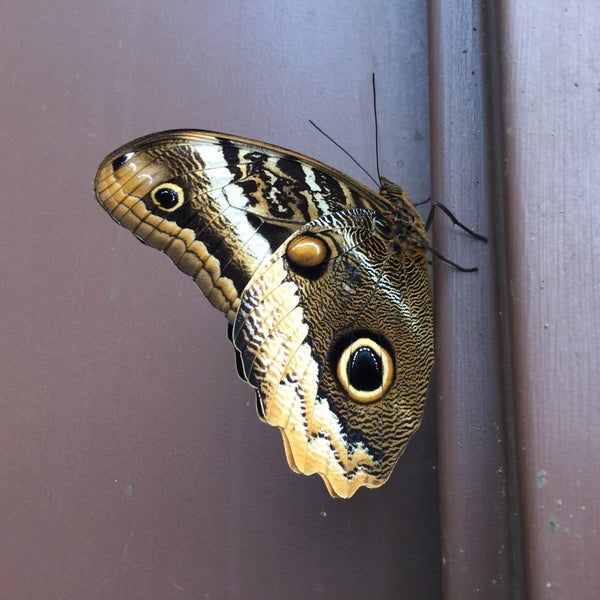 2/28/2016 tarihinde Jess G.ziyaretçi tarafından Butterfly Wonderland'de çekilen fotoğraf