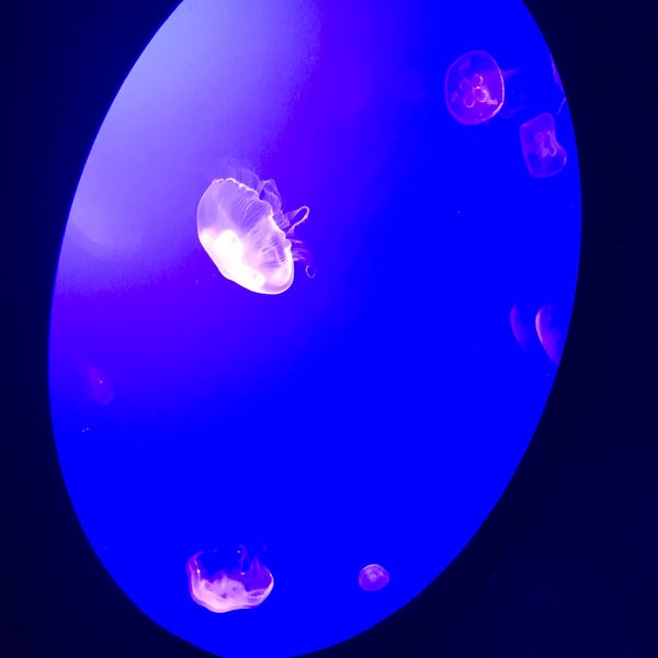 Photo taken at Ripley&#39;s Aquarium of the Smokies by Nicole H. on 3/16/2019