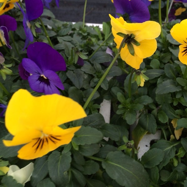 Old Barn Garden Centre 2 Tips From 120 Visitors