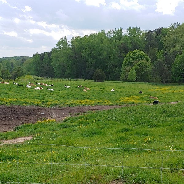 Howling Cow Creamery Ice Cream Parlor in Raleigh
