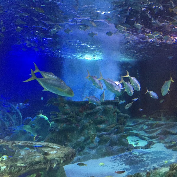 Foto tirada no(a) Sea Life Aquarium por John S. em 11/27/2015