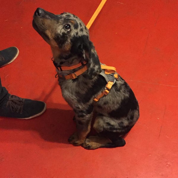 11/30/2015にMaxim B.がMaster Dog Trainingで撮った写真