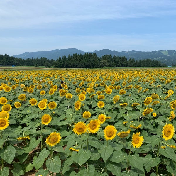 Fotos En 津南ひまわり広場 5 Tips