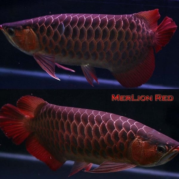 Dream Fish Inc Lim Chu Kang 1 tip