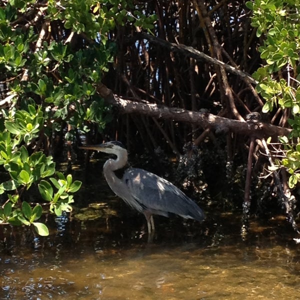 Photos at Cockroach bay boat ramp Ruskin, FL