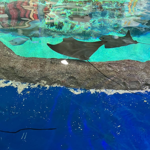 Foto tirada no(a) OdySea Aquarium por Angie P. em 2/26/2023