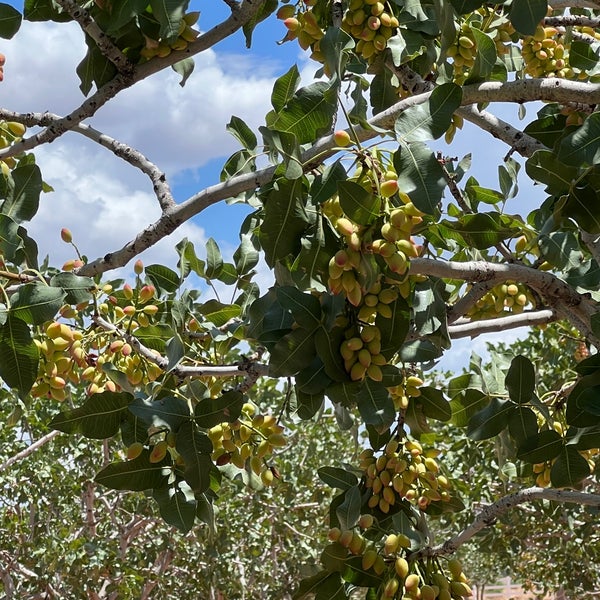 McGinn's Pistachio Tree Ranch Alamogordo, NM