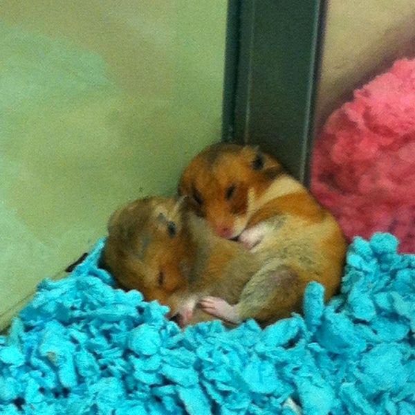 Petland Pet Supplies Store in Las Vegas