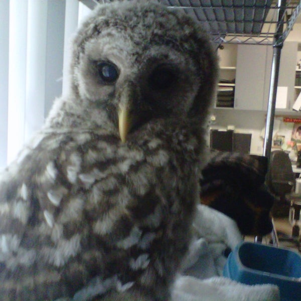 รูปภาพถ่ายที่ Audubon Center for Birds of Prey โดย Nicole C. เมื่อ 3/8/2013