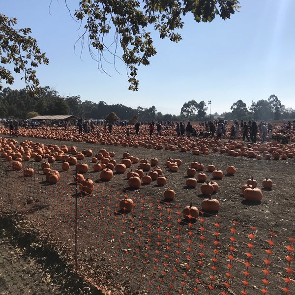 Perry's Pumpkin Patch Ardenwood Fremont, CA