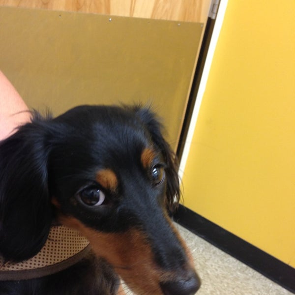 Photos at PetSmart Raleigh, NC