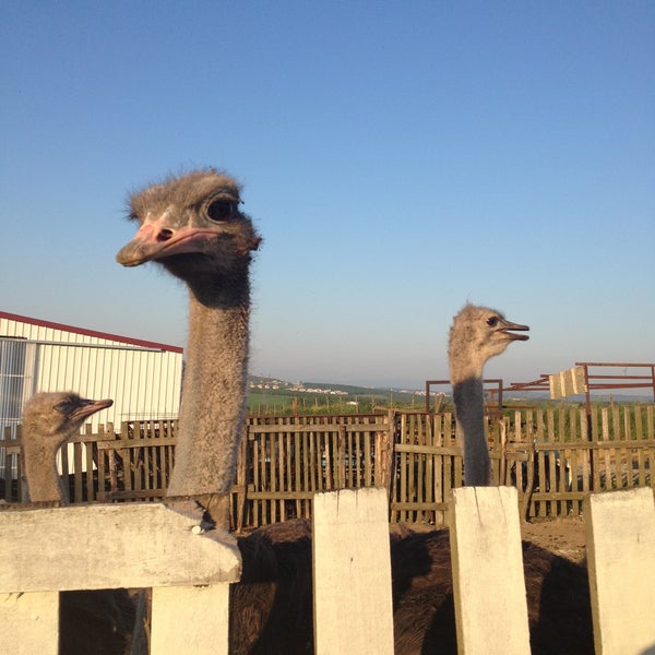 Zirve Et Piknik Yemek