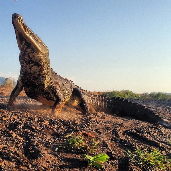 Das Foto wurde bei Jose&#39;s Crocodile River Tour von Croocodile T. am 4/9/2014 aufgenommen