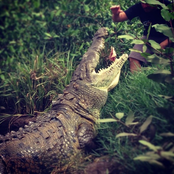 Das Foto wurde bei Jose&#39;s Crocodile River Tour von Croocodile T. am 6/11/2013 aufgenommen