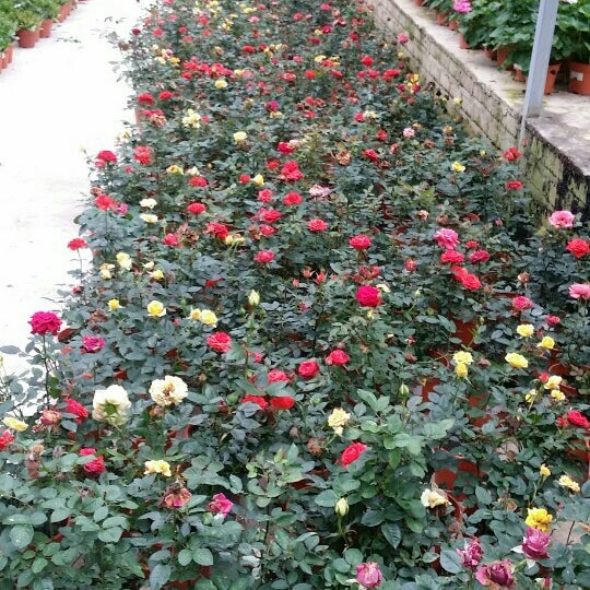 Photos at Fragrance Nursery