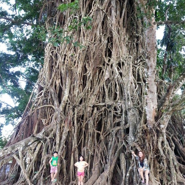 Photo taken at Biggest Balete Tree in Asia by Jerry T. on 11/1/2014