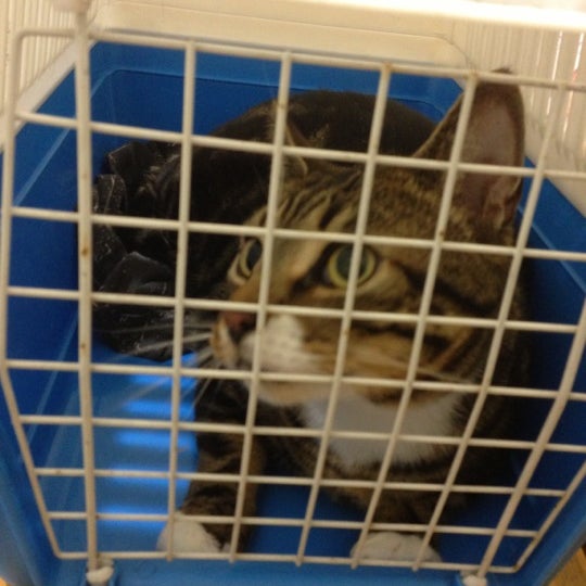 pets at home beckton opening times