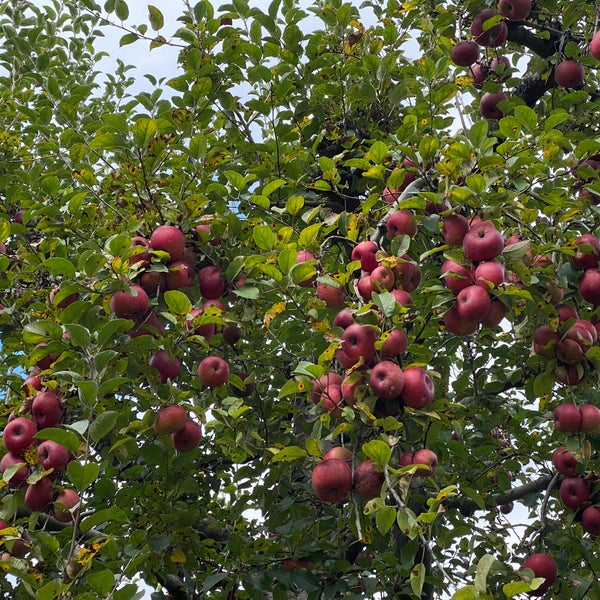 Photos at Stribling Orchard Winery in Markham