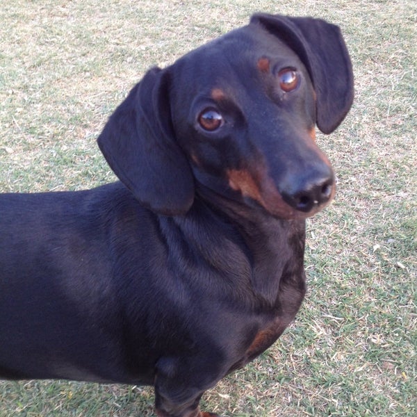 Brandi Fenton Dog Park 2 tips from 194 visitors