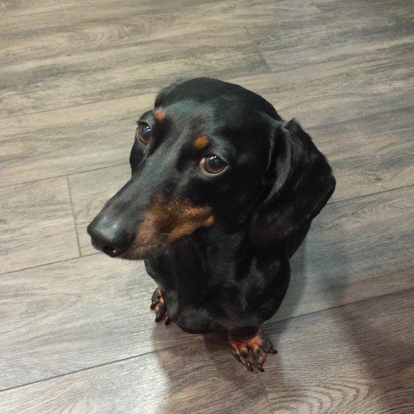 canada del oro pet clinic