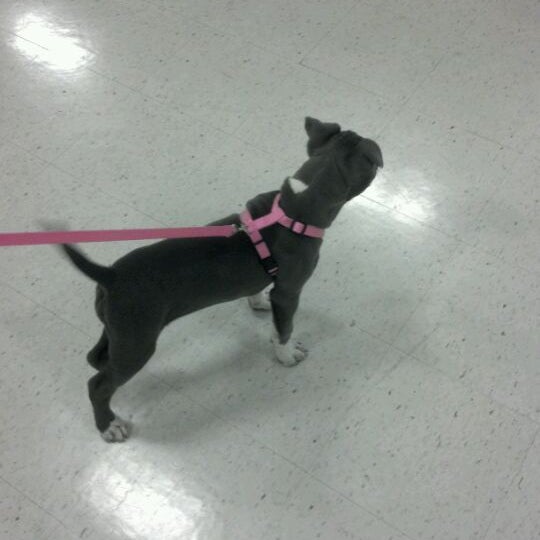 Petsmart 6 Tips From 504 Visitors