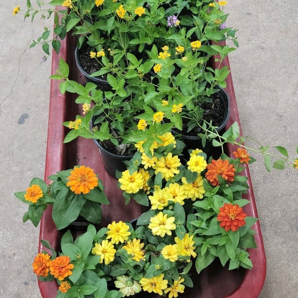 Rainbow Gardens Thousand Oaks San Antonio, TX