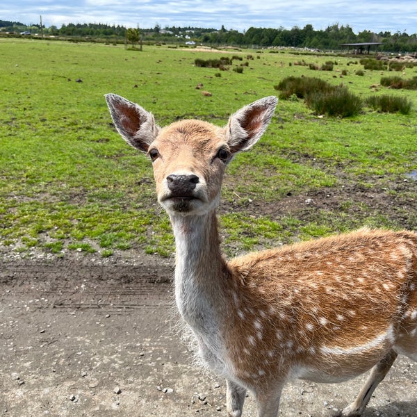 Olympic Game Farm 16 tips