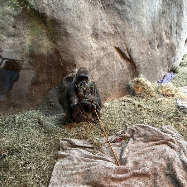 4/21/2024 tarihinde Volkan B.ziyaretçi tarafından Woodland Park Zoo'de çekilen fotoğraf