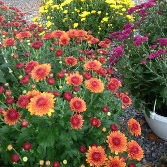 Lew S Farm Market Moorestown Township Nj