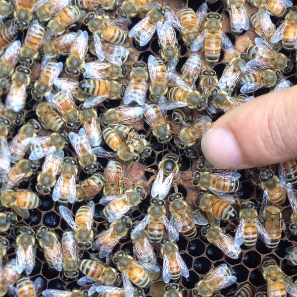 1/22/2015 tarihinde Karlin T.ziyaretçi tarafından Big Bee Farm (Pattaya)'de çekilen fotoğraf