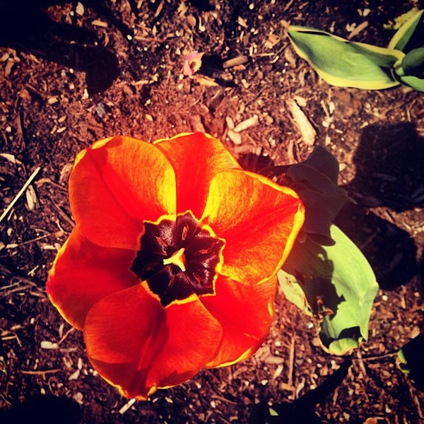Dollar Tree Queensbury, NY