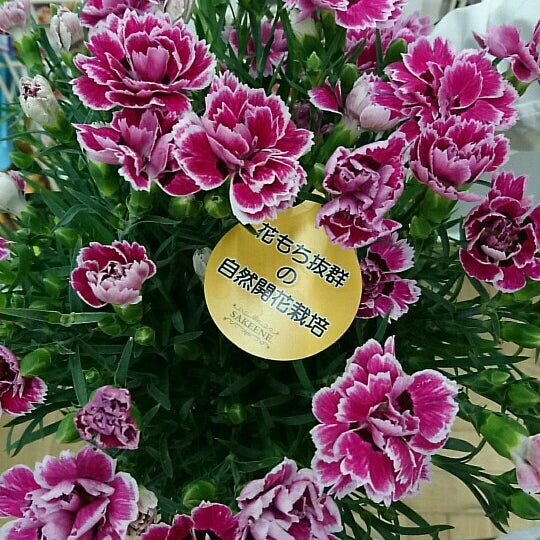 最新のhdカインズホーム 花 すべての美しい花の画像