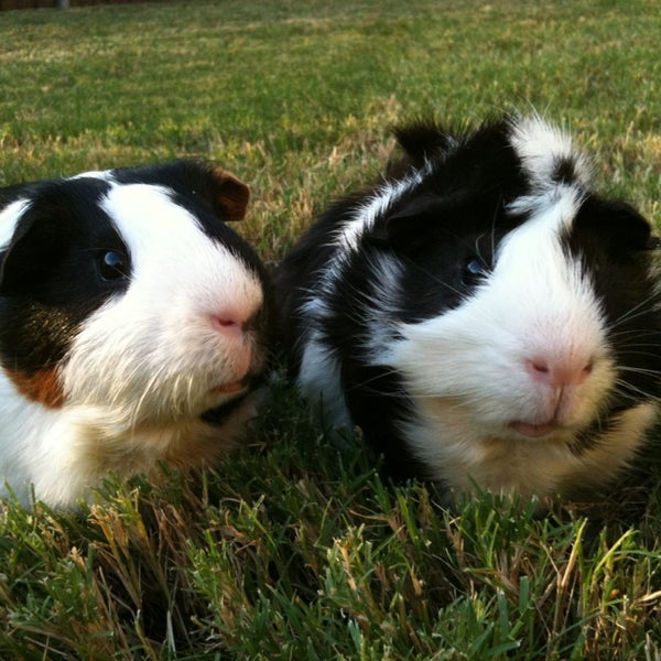 PetSmart Pet Store in McKinney