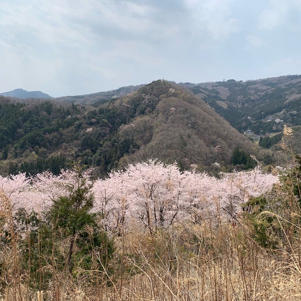 虎山の千本桜 Other Great Outdoors 虎山の千本桜 Other Great Outdoors