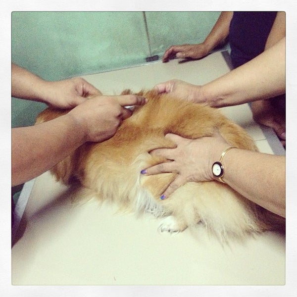 central pet clinic