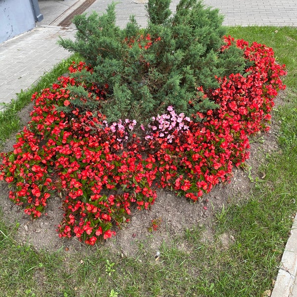 Корона Сити Купить Билет