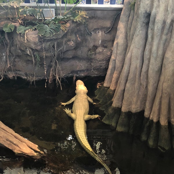Photo taken at Claude the Albino Alligator by Jamie Lynn . on 8/5/2018