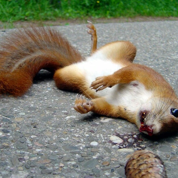 Белка плачет картинки