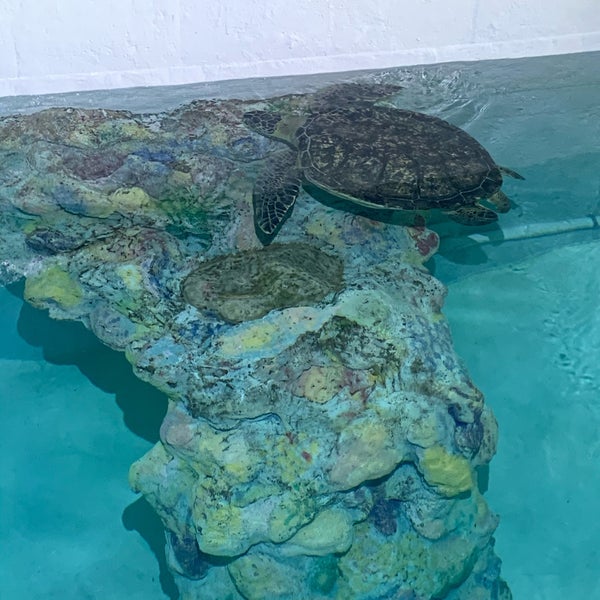 Снимок сделан в Clearwater Marine Aquarium пользователем Shannon S. 6/7/2020