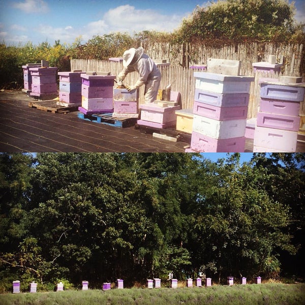 Das Foto wurde bei Lavender By the Bay - New York&#39;s Premier Lavender Farm von Lavender By the Bay am 9/9/2015 aufgenommen