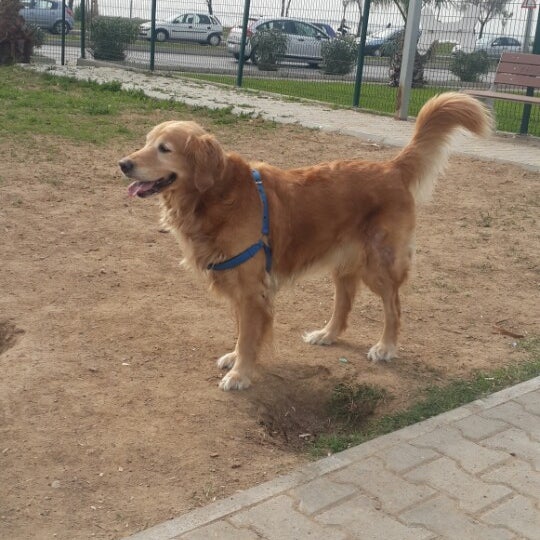 Bostanli Kopek Parki Bostanli Kopek Parki