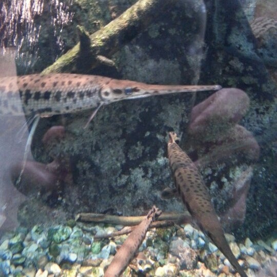 Das Foto wurde bei ECHO Lake Aquarium &amp; Science Center von Lori R. am 1/20/2013 aufgenommen