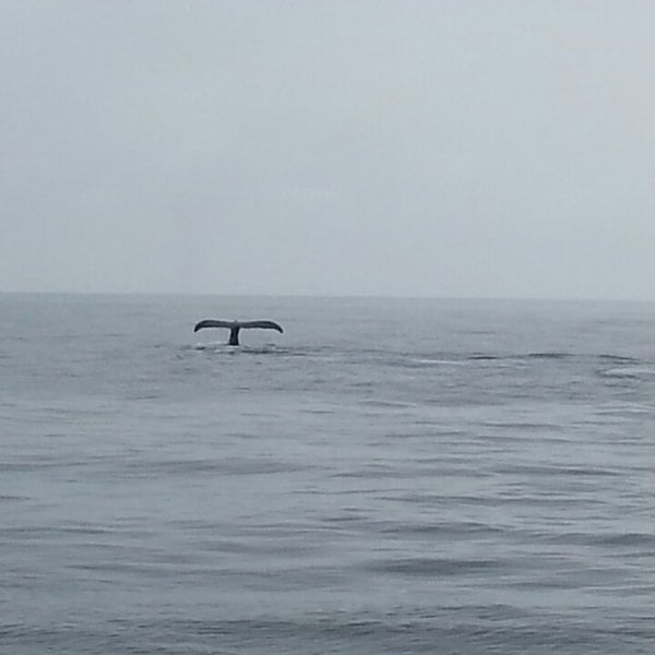 7/9/2013 tarihinde Krystel C.ziyaretçi tarafından Cape Ann Whale Watch'de çekilen fotoğraf