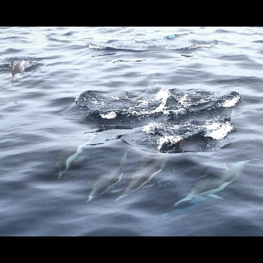 รูปภาพถ่ายที่ Condor Express Whale Watching โดย Ana เมื่อ 9/27/2012