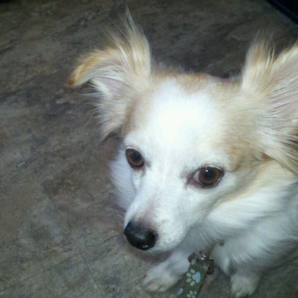 sun prairie pet clinic