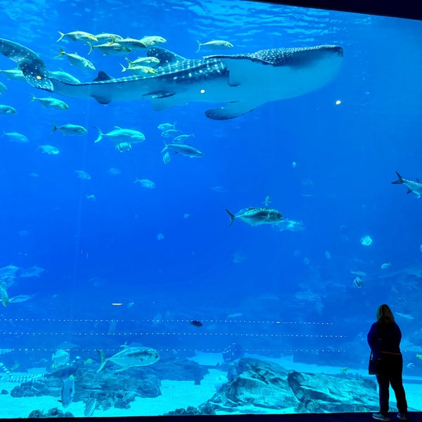 Foto tomada en Georgia Aquarium  por John B. el 1/20/2024