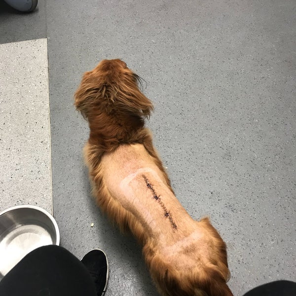 grove veterinary clinic