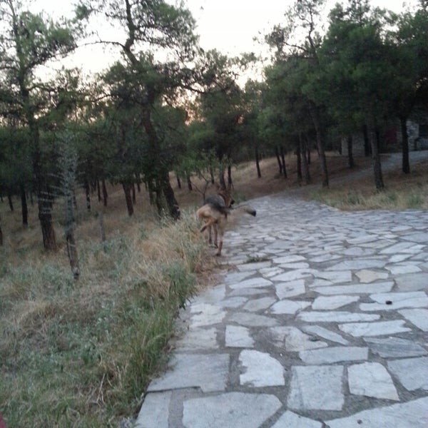 Δασύλλιο Μετεώρων