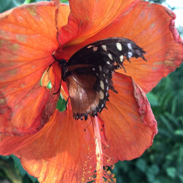 Photo taken at Butterfly Wonderland by Paul on 3/15/2016
