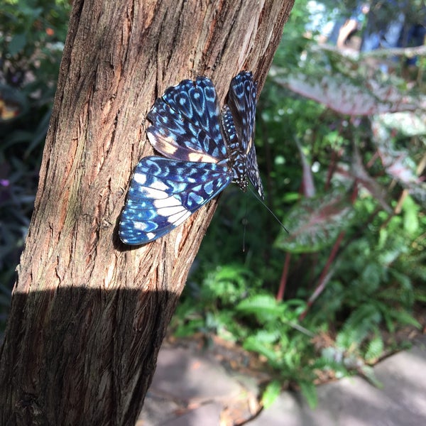 Photo taken at Butterfly Wonderland by Paul on 2/15/2016